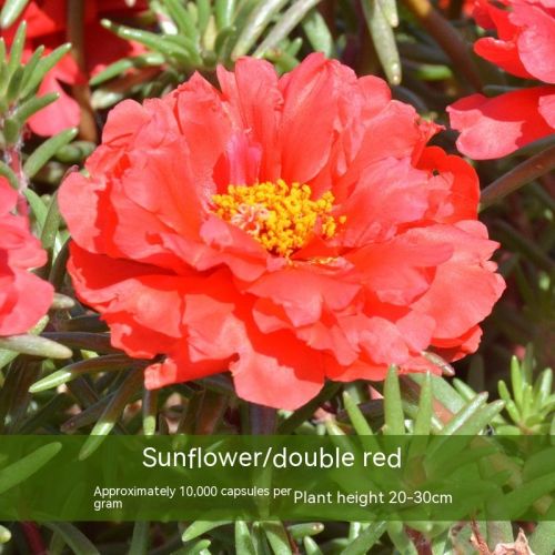 Double-petal SUNFLOWER Colorful Grow Up Easily Indoor And Outdoor Potted Seeds